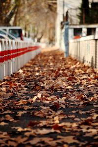 Autumn leaves fallen on ground