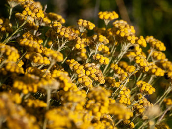 Close-up of yellow flowering plant