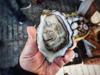 Close-up view of a hand holdibg a fresh oyster