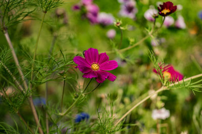 Close-up of pink cosmos flowers