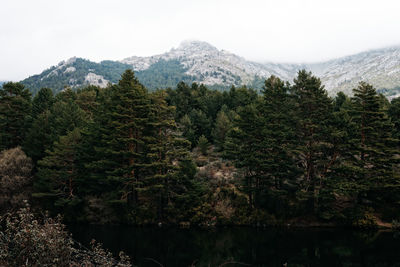 Aerial view of forest against sky