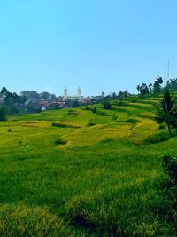 Scenic view of grassy field against clear blue sky