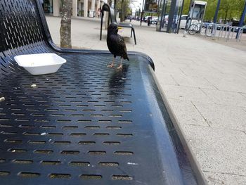 View of bird perching in water