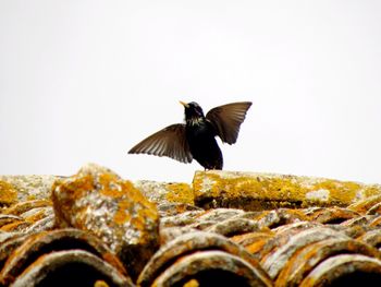 Close-up of bird