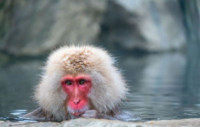 Monkey in a lake