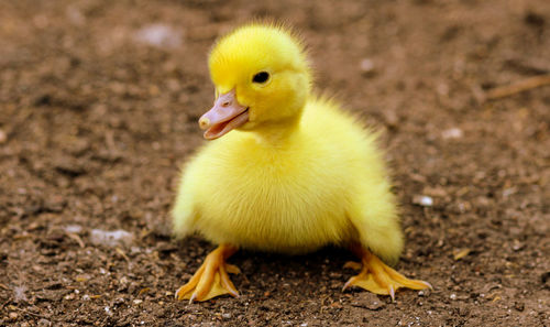 Little yellow duck resting on dirt