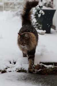 View of an cat on snow covered land