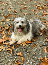 High angle portrait of a dog
