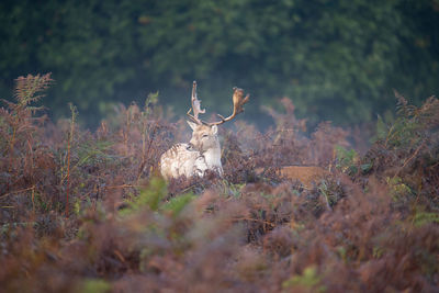 View of deer on field