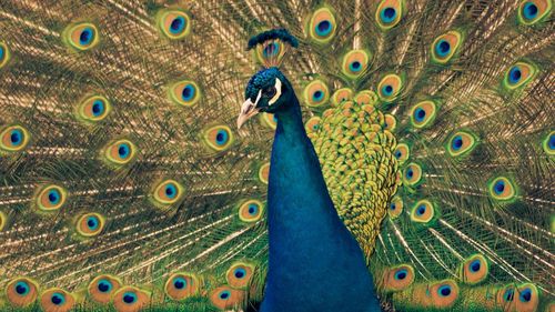 Close-up of peacock