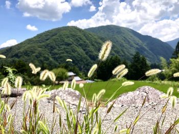 Close-up of plants growing on land against sky