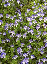 Full frame shot of purple flowers