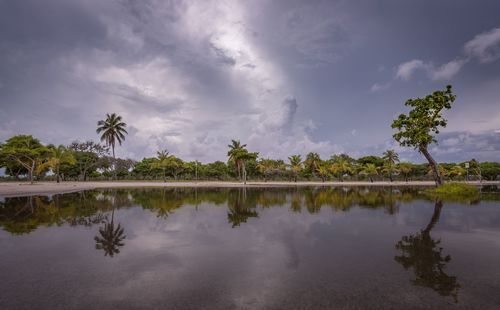 Reflection of trees in calm lake