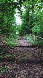 Trees in forest