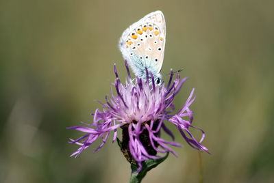Close-up of butterfly on thistle