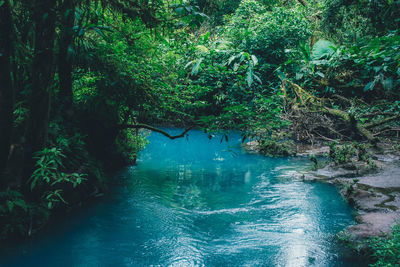 Scenic view of river amidst trees in forest