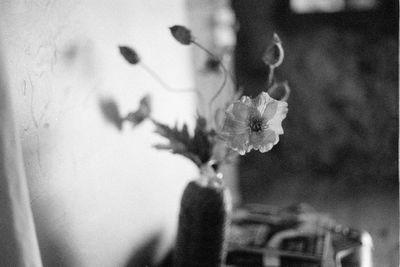 Close-up of flowering plant in vase