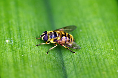 Close-up of insect on leaf
