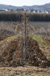 Close-up of wilted plant on field