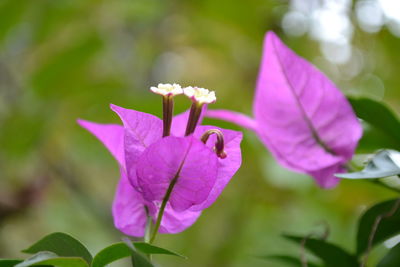 Close-up of purple flowers blooming outdoors