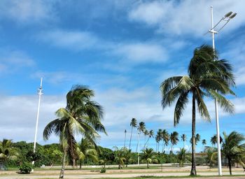 Palm trees on beach against sky