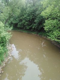 High angle view of river amidst trees in forest