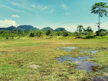 Scenic view of field against sky