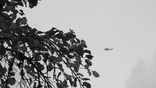 Low angle view of bird perching on tree