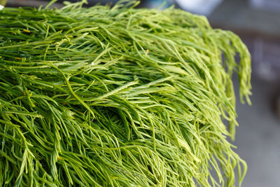 Close-up of green for sale in market