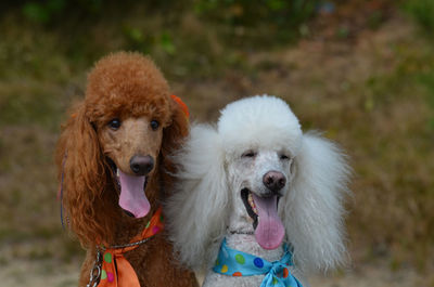 Pair of standard poodles with their tongues sticking out.