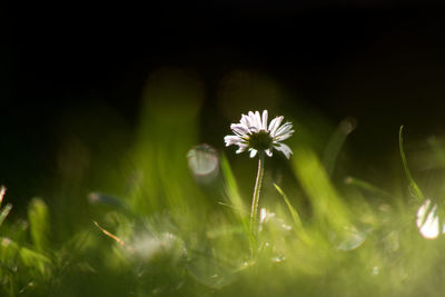 Close-up of flowering plant on field