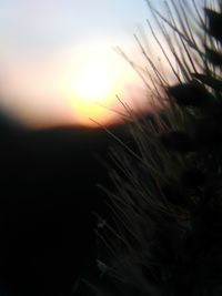 Close-up of plants against sunset