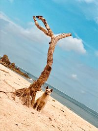 Dog sitting by tree at beach
