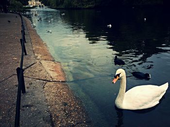 Birds in calm water