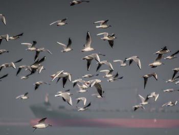 Seagulls flying against sky