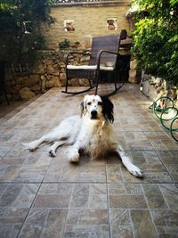 Portrait of dog resting on chair in yard
