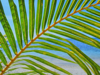 Low angle view of palm leaves