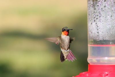 Close-up of a bird flying