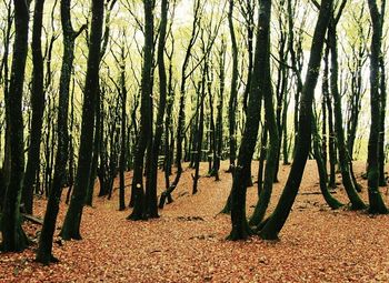 Trees in forest