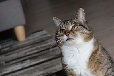 High angle view of tabby cat looking away
