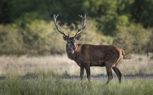 Deer standing on field