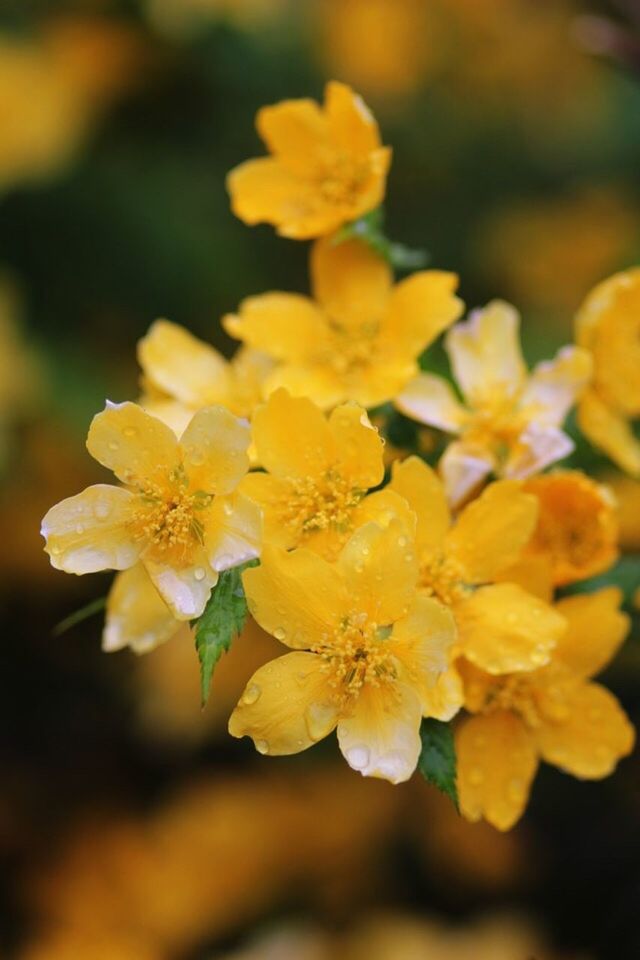 flower, yellow, nature, growth, petal, beauty in nature, fragility, plant, freshness, no people, outdoors, close-up, day, blooming, flower head