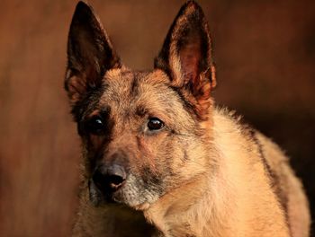 Close-up portrait of a dog