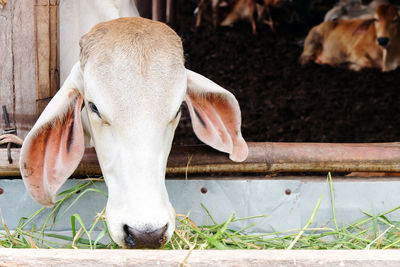 Cow eating straw at farm