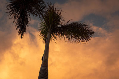 Low angle view of silhouette palm tree against sky during sunset