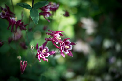 Close-up of pink flowers