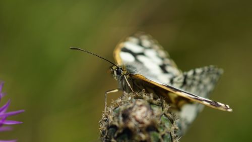 Close-up of dragonfly on plant