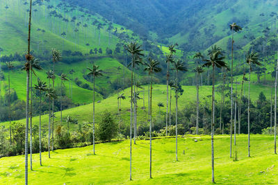 Palm trees on field