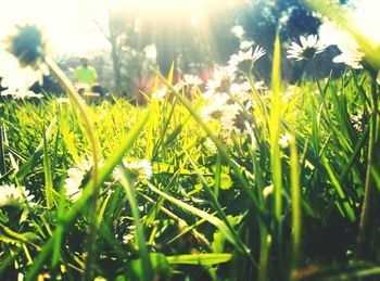 Close-up of plants growing on field