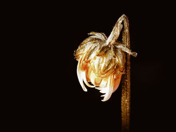 Close-up of wilted flower against black background